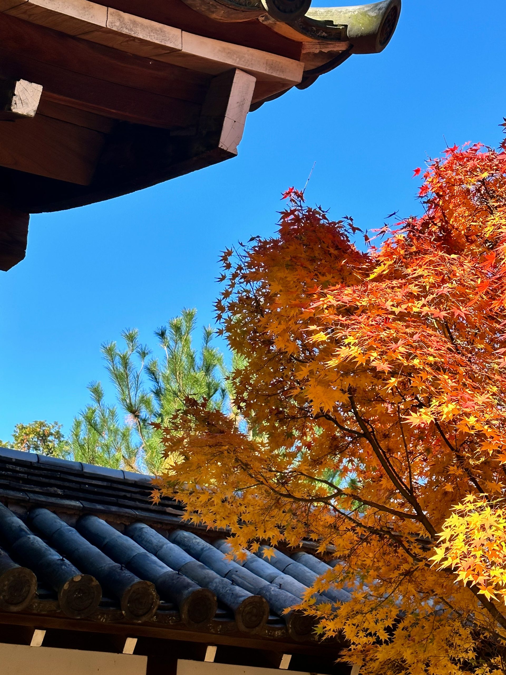 Kyoto autumn foliage with vibrant red and orange maple leaves creating spectacular seasonal scenery for kimono photography