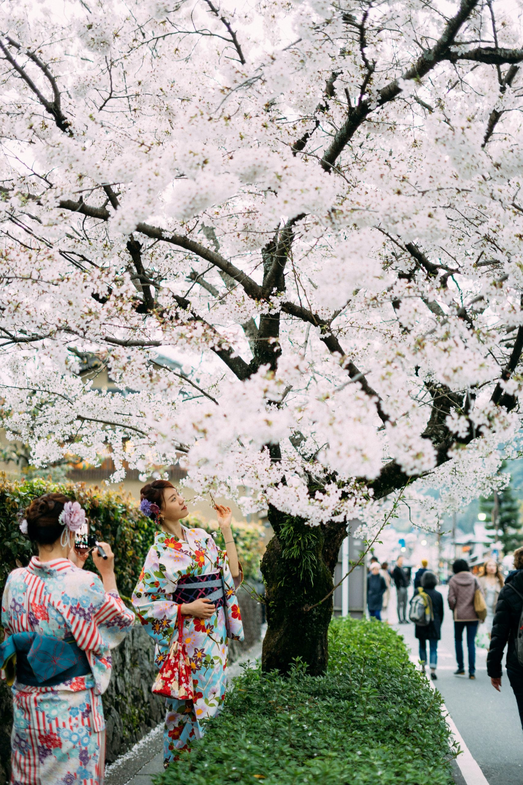 Two women in vibrant floral-patterned kimono strolling under full-bloom cherry blossom trees in urban Japanese park setting during hanami spring season, capturing the essence of traditional hanami cultural activity