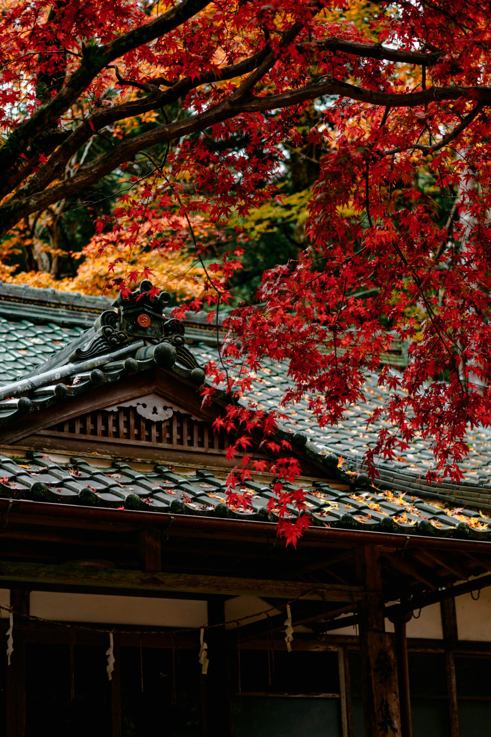Traditional Japanese building with classic tiled roof surrounded by vibrant red and orange autumn maple leaves, creating stunning seasonal backdrop for kimono photography