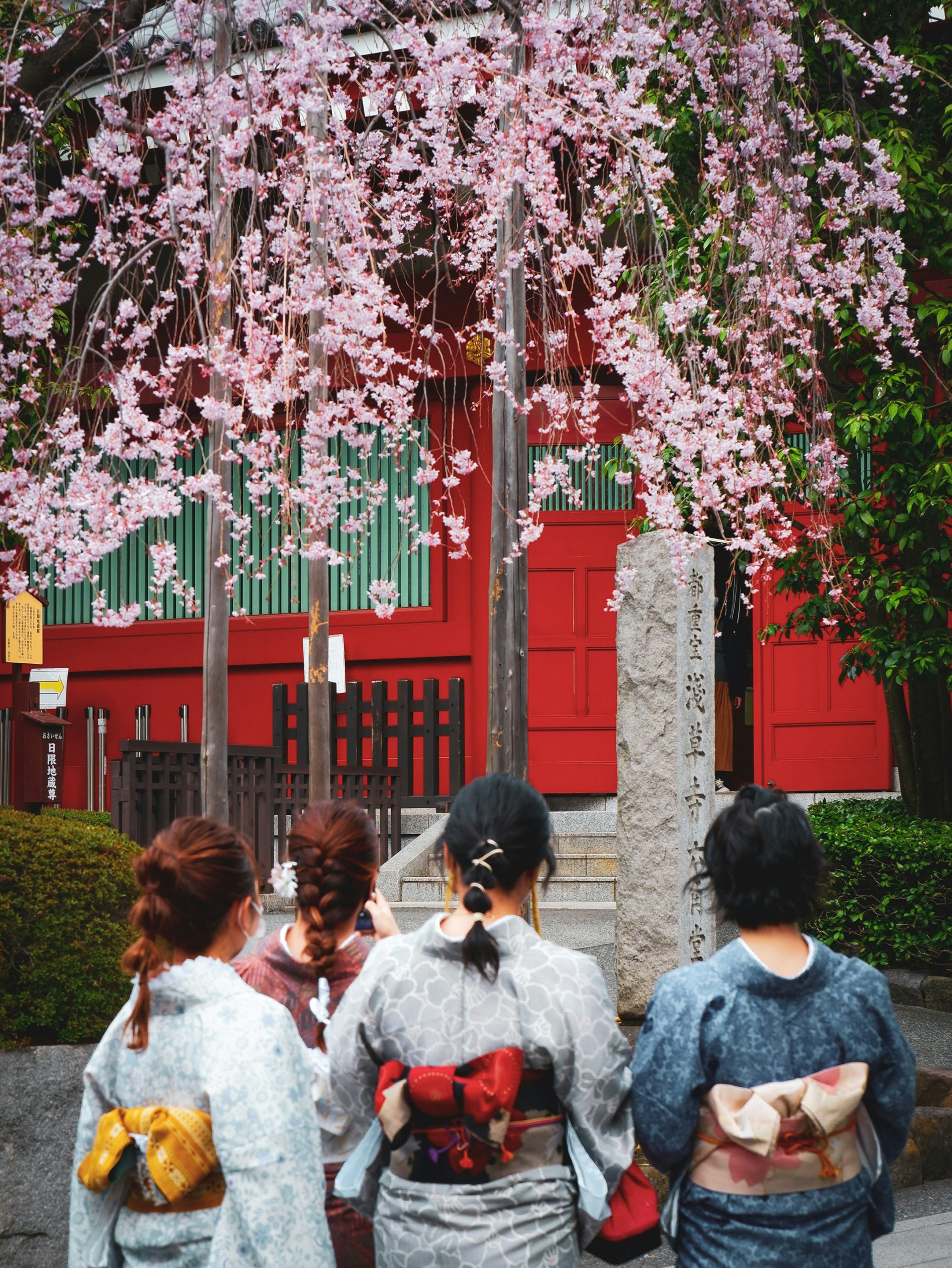 Four people wearing traditional Japanese kimonos standing before a temple structure with beautiful cherry blossoms overhead, showcasing perfect spring kimono photography scene in Gion