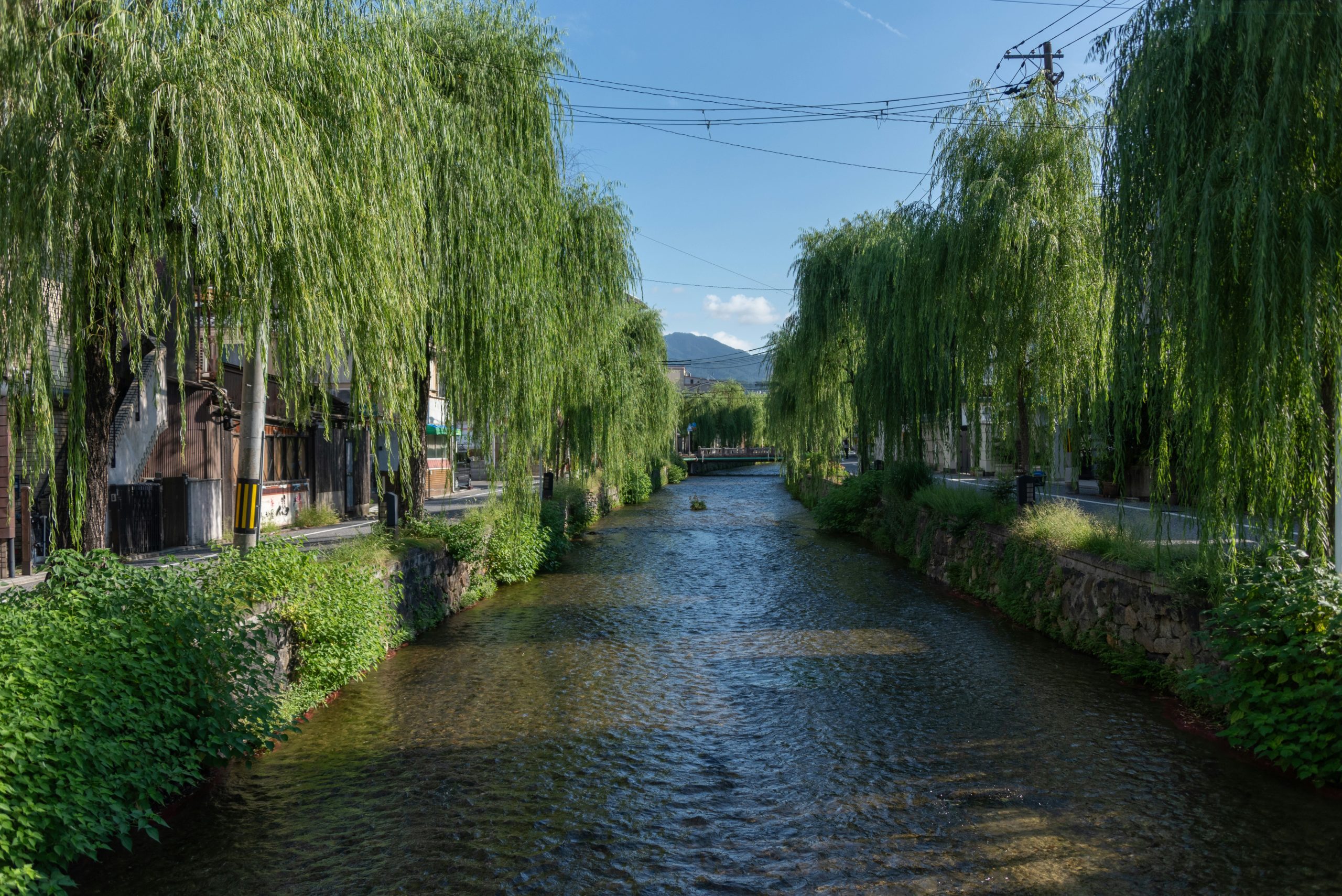 Shirakawa Canal in Kyoto with cherry blossoms, traditional wooden buildings, stone bridges and willow trees creating picturesque scenery