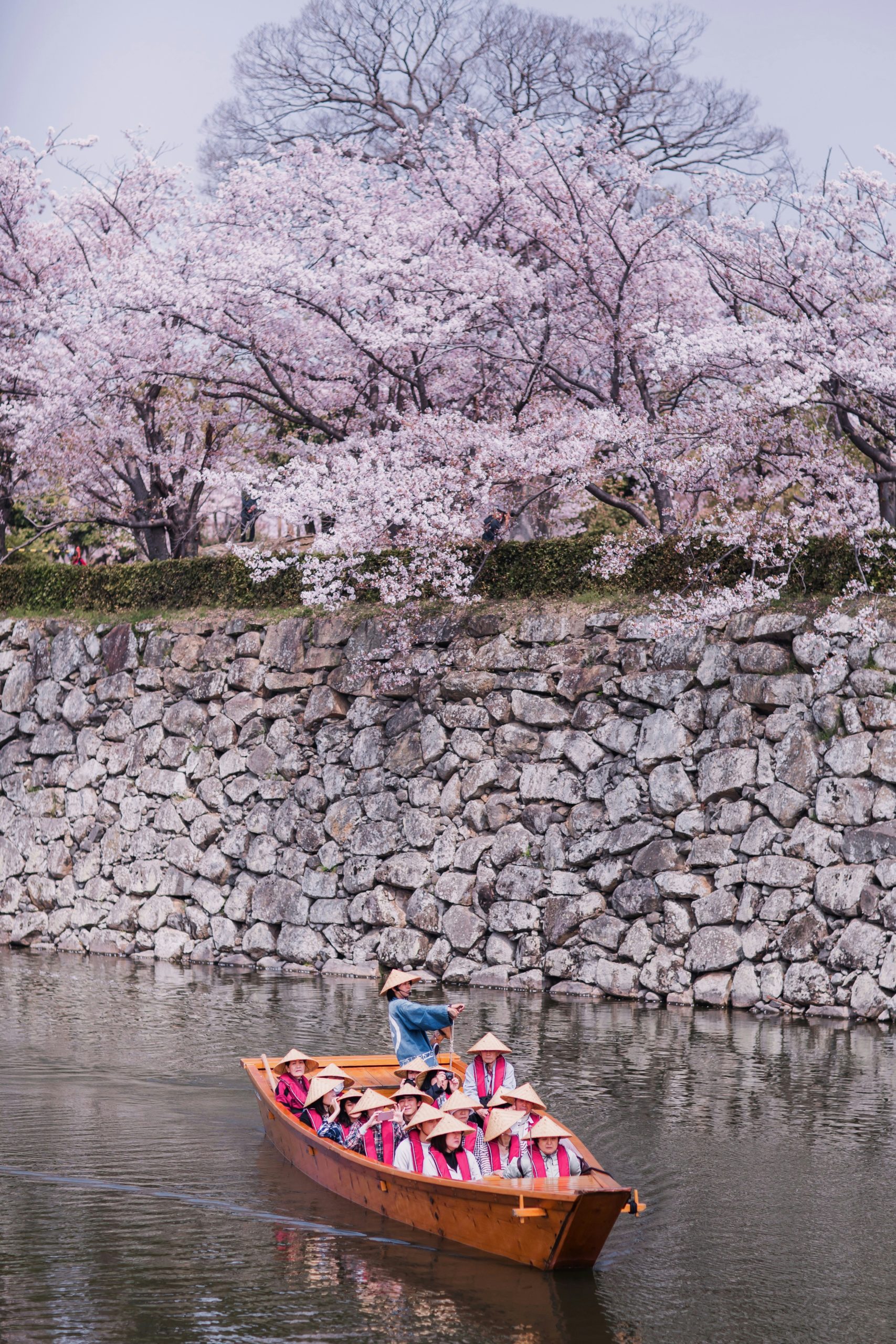 Stunning cherry blossoms in full bloom along the riverbanks of Arashiyama district in Kyoto during spring season creating a pink canopy over the water