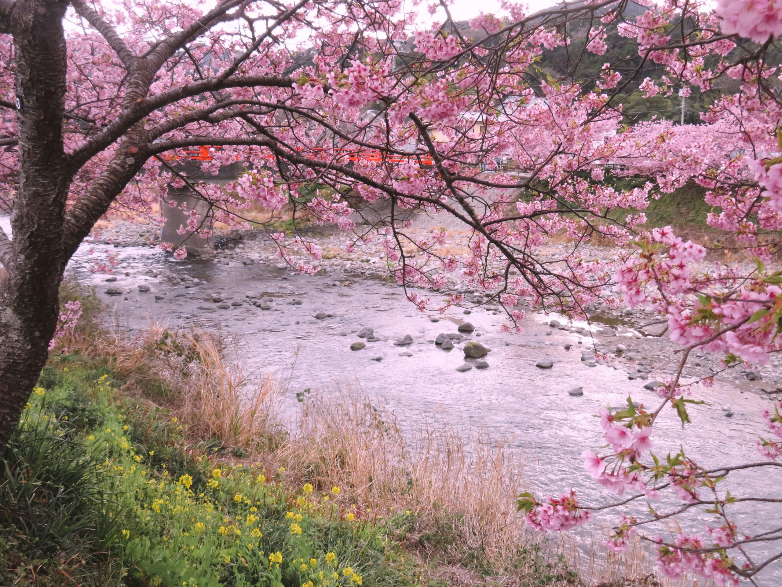 Scenic view of Kamo River in Kyoto during cherry blossom season with traditional Japanese architecture and pink sakura trees lining the riverbank