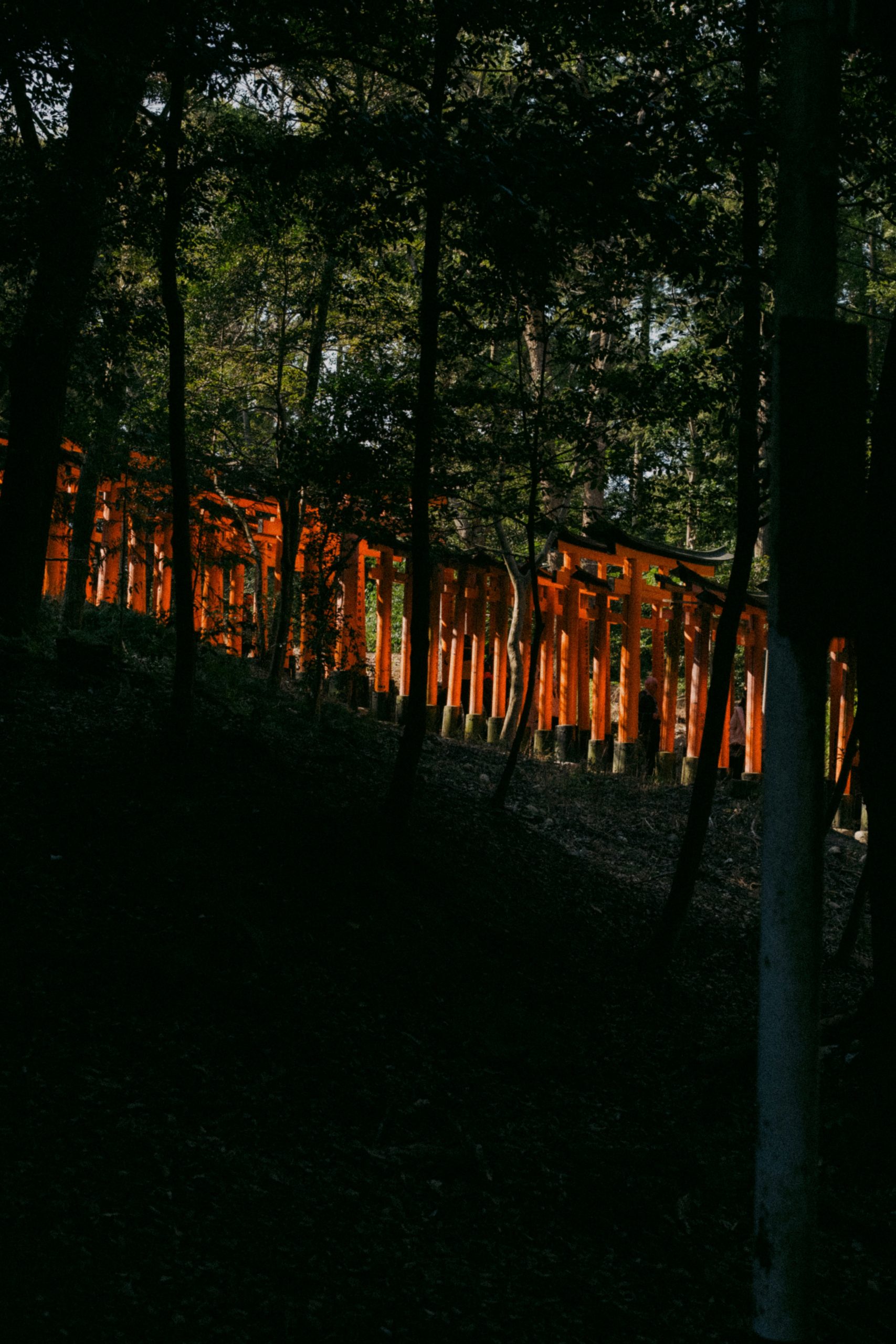 Arashiyama bamboo grove illuminated with green lights during Hanatoro festival creating an otherworldly atmosphere in Kyoto