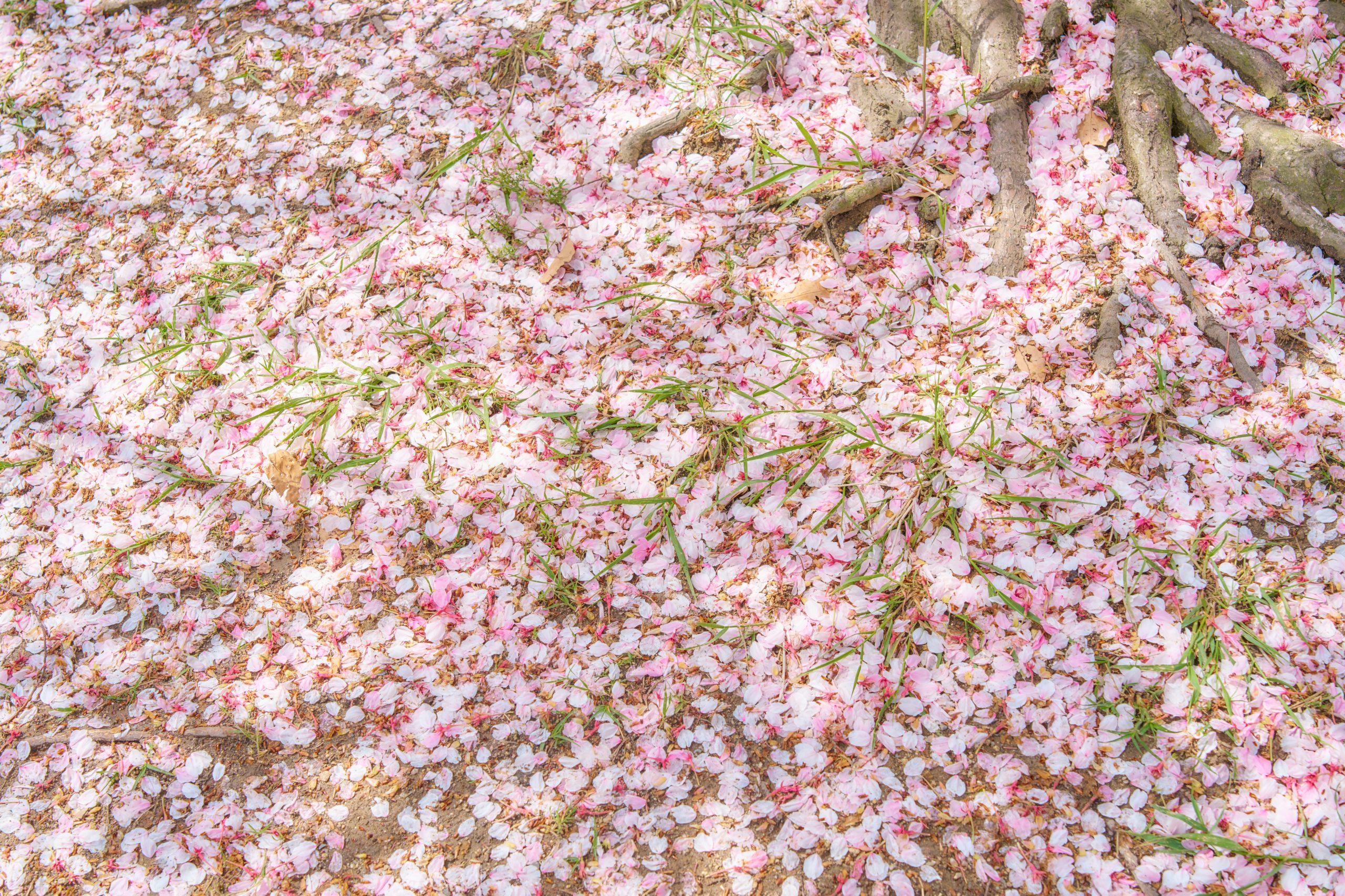 Vibrant red and gold autumn maple leaves at traditional Japanese shrine temple in Kyoto with visitors in kimono