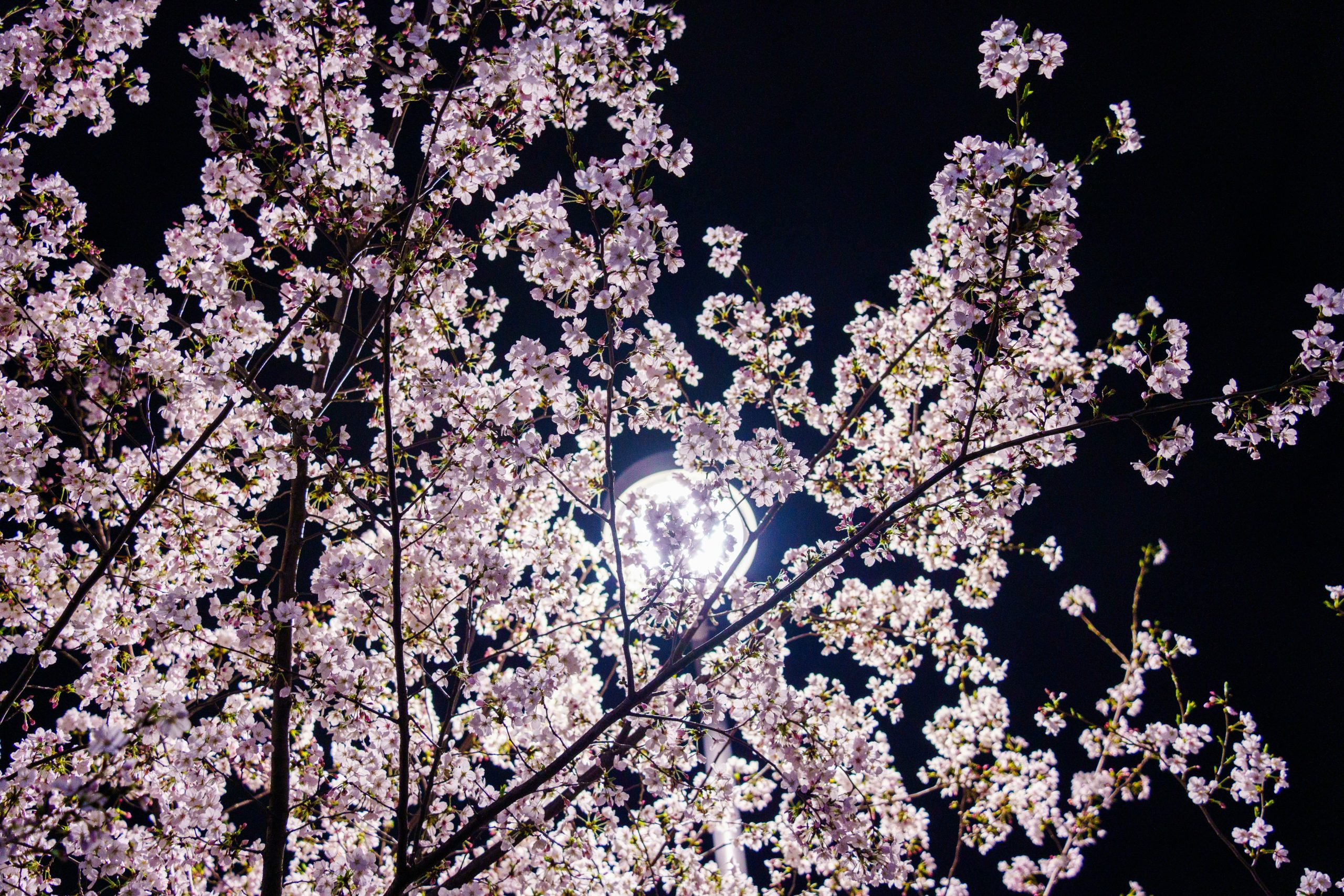 Illuminated cherry blossoms at night in Kyoto Japan during sakura season with traditional temple in background showing magical yozakura nighttime hanami viewing