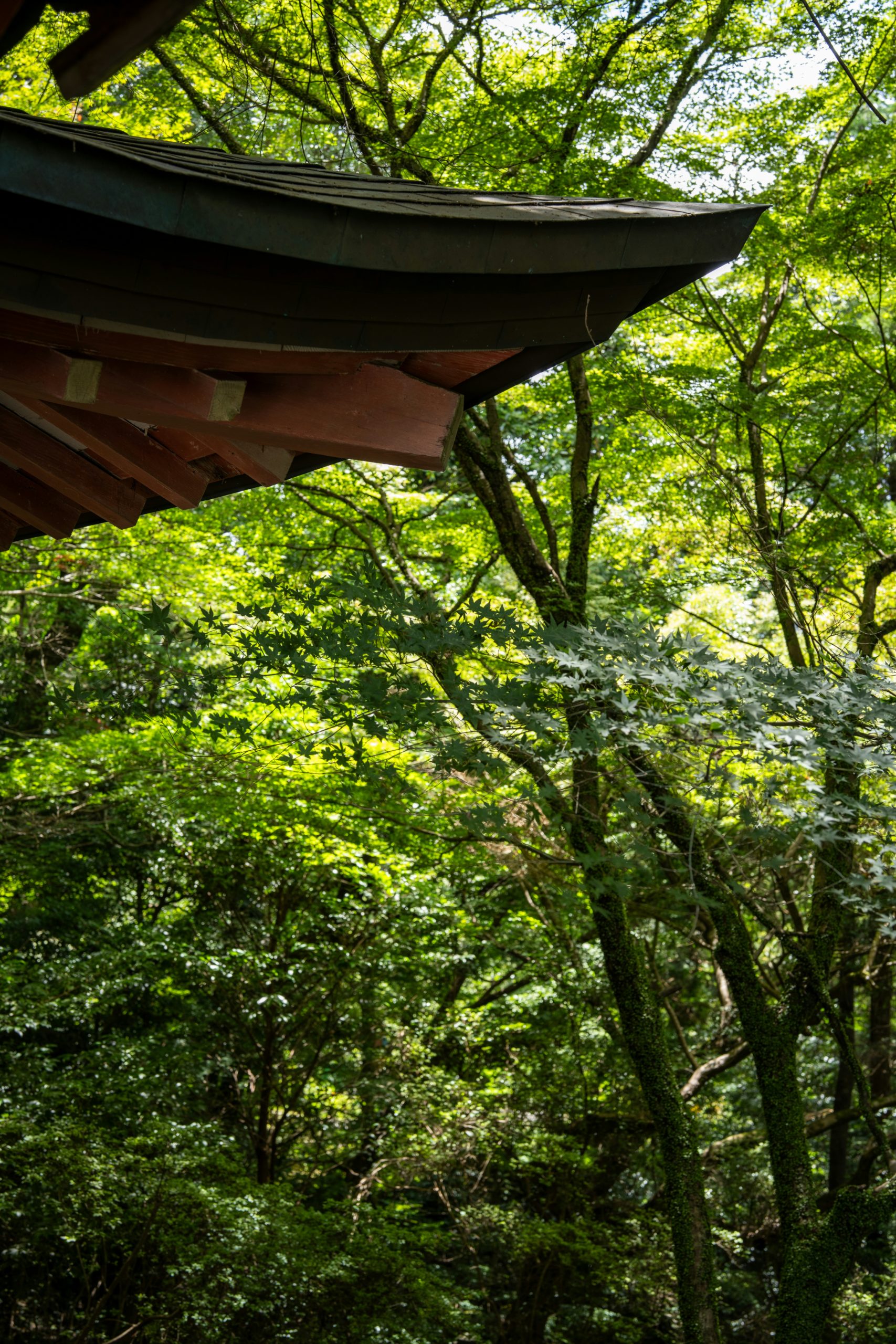Majestic Kurama-dera temple nestled in mountain cedar forest with stone steps leading through ancient trees in northern Kyoto