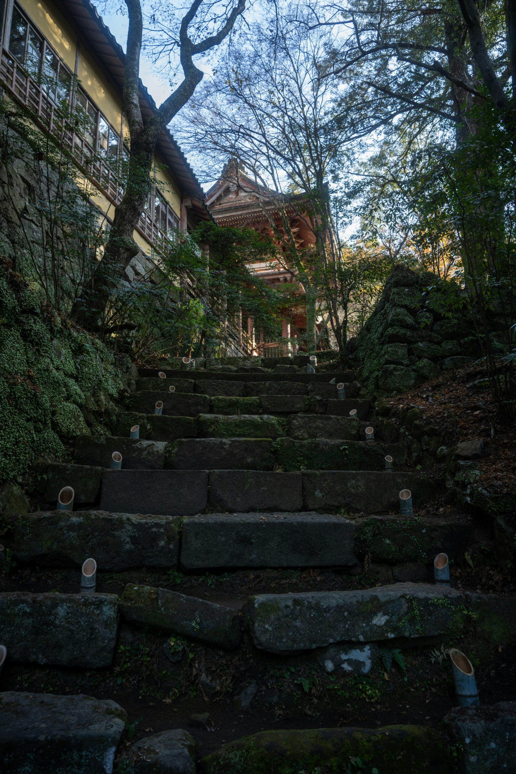 Famous Kinone-michi tree root trail path through mystical cedar forest on Kurama to Kibune mountain hike ideal for kimono nature photography