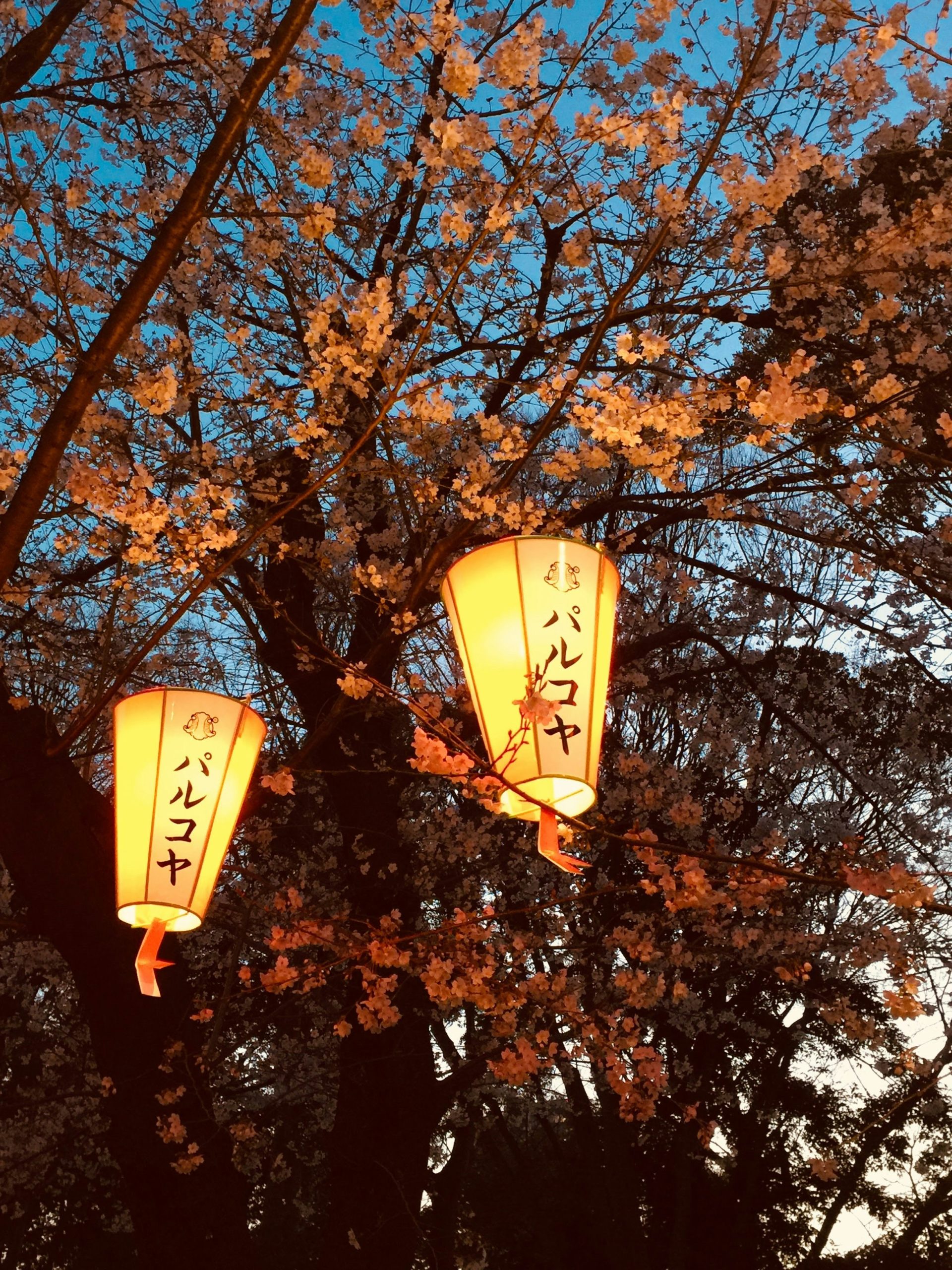 Vibrant autumn forest path with red maple leaves creating natural canopy perfect for serene kimono walks in Kyoto mountains